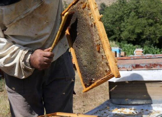 Bitlis balı coğrafi işaret tescil belgesi aldı