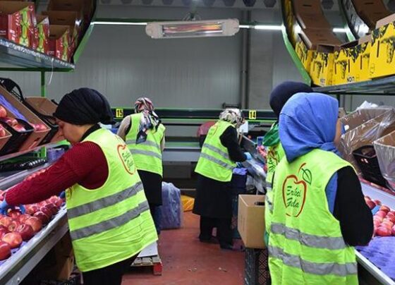 Karaman elması dünya pazarlarında Devlet destekli tesis 21 ülkeye ihraç yapıyor...