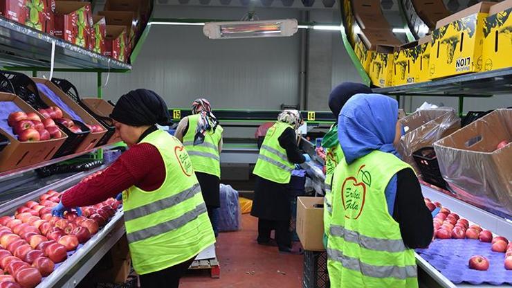 Karaman elması dünya pazarlarında! Devlet destekli tesis 21 ülkeye ihraç yapıyor…