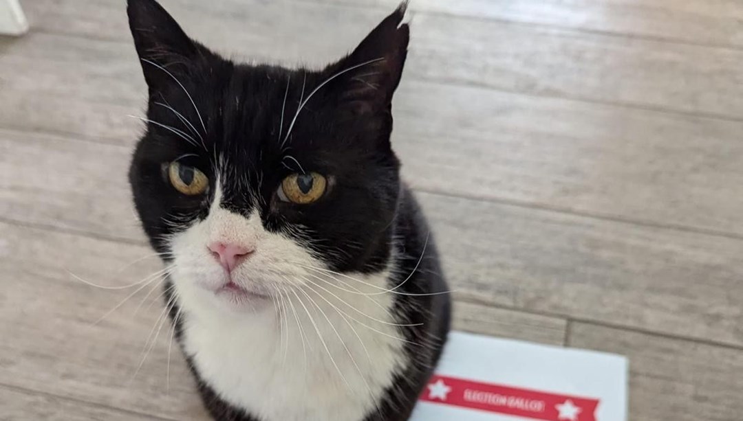 “Kedi ilişkileri danışmanı” Palmerston, seçimler için oy kullandı – Son Dakika Dünya Haberleri