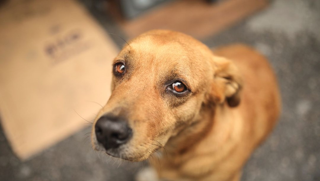 Köpeklerin en sevdiği renk ortaya çıktı! – Son Dakika Dünya Haberleri