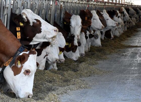 İnsanlara da bulaşma riski var! ABD'de süt ineklerinde kuş gribi