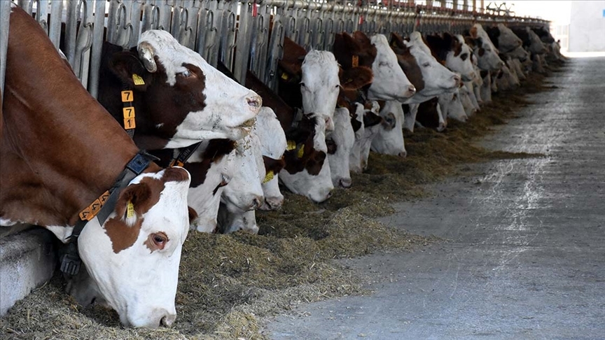 Kuş gribi: Yumurta 10 dolar haberi