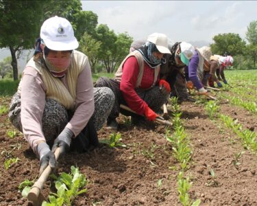 Tarım işçilerinin günlük ücreti yüzde 84 arttı