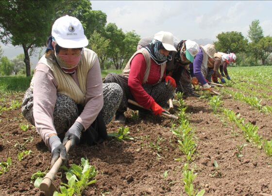 Tarım işçilerinin günlük ücreti yüzde 84 arttı