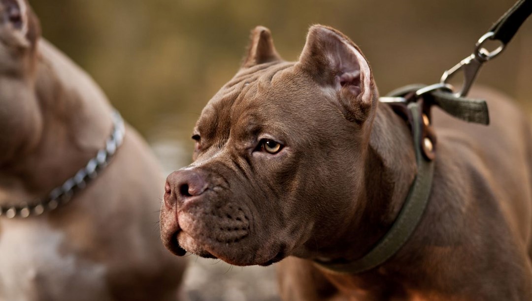 Patisi tetiğe takıldı, köpek sahibini vurdu – Son Dakika Dünya Haberleri